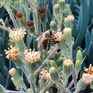 Meet your Posher, Shana